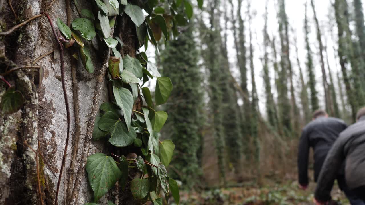 Sentiero nel bosco con alberi ricoperti di edera