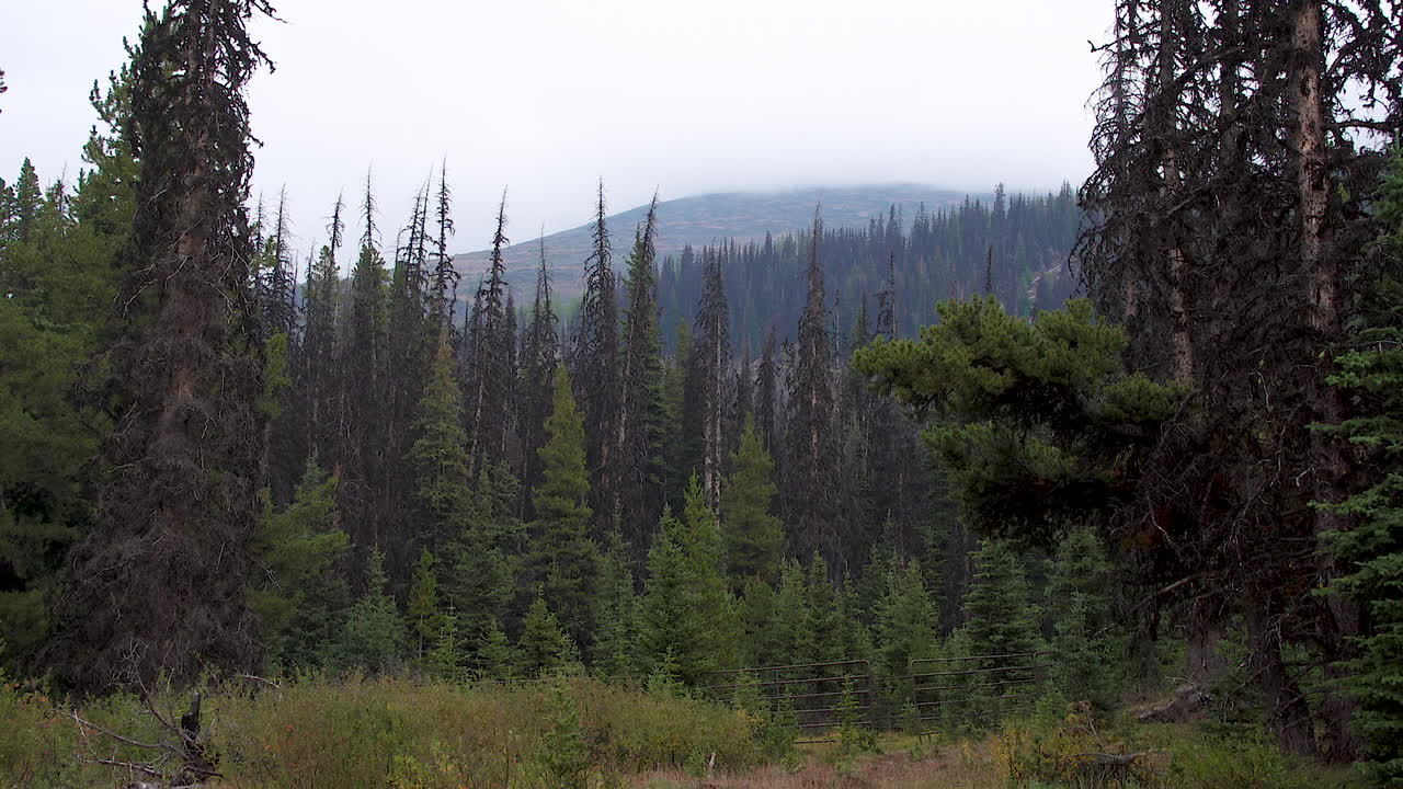 a wide shot of the wilderness in British Columbia in winter