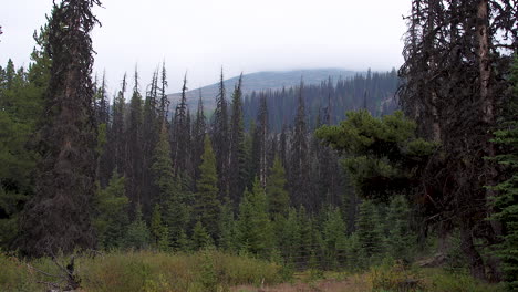 a wide shot of the wilderness in british columbia in winter