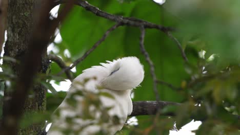 bali myna, leucopsar rothschildi, encaramado en una rama de árbol en su hábitat natural, limpiando y arreglando su plumaje blanco con su pico, fotografía de cerca de especies de aves en peligro crítico de extinción