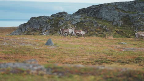 Una-Pequeña-Manada-De-Renos-Trota-Por-El-Desolado-Paisaje-De-La-Tundra-Noruega