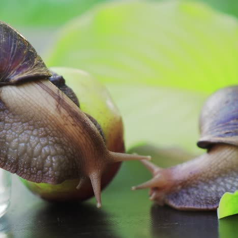 giant african land snails (achatina fulica). snail sitting on apple.