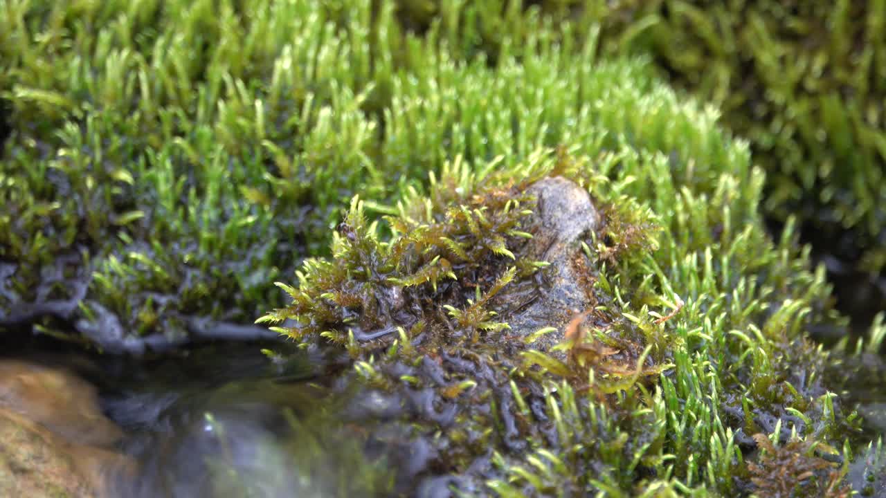 Acqua che scorre su muschio verde sulle rocce