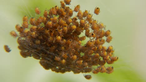 Spider-Hatchery.-Newly-hatched-small-spiders