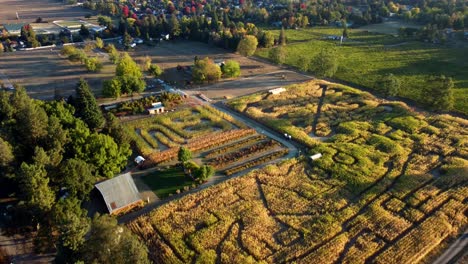 US,-Oregon,-Phoenix---Drone-flight-over-Pheasant-Fields-Farm's-Corn-Maze-set-up-for-the-fall-Harvest-Festival