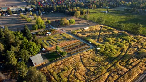 Nosotros,-Oregon,-Phoenix---Vuelo-De-Drones-Sobre-El-Laberinto-De-Maíz-De-La-Granja-De-Campos-De-Faisanes-Establecido-Para-El-Festival-De-La-Cosecha-De-Otoño