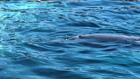 a serene sight of a dolphin gliding through clear blue water - close up