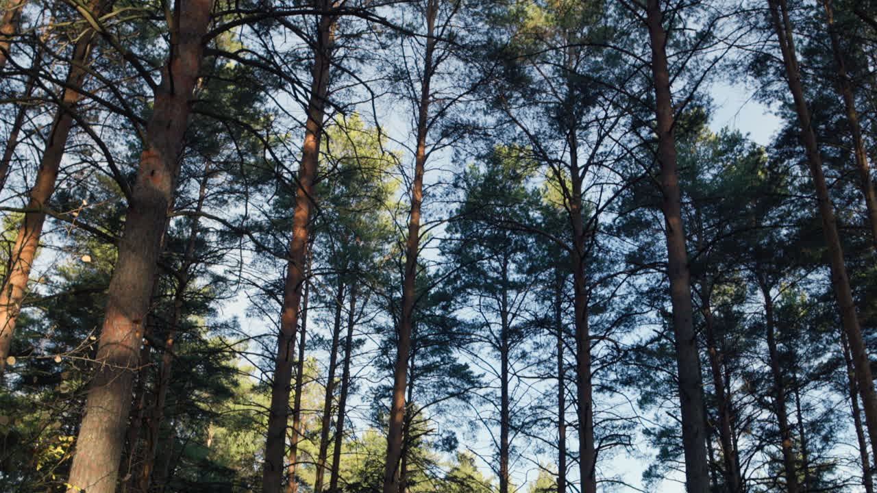Forest with Tall Pine Trees