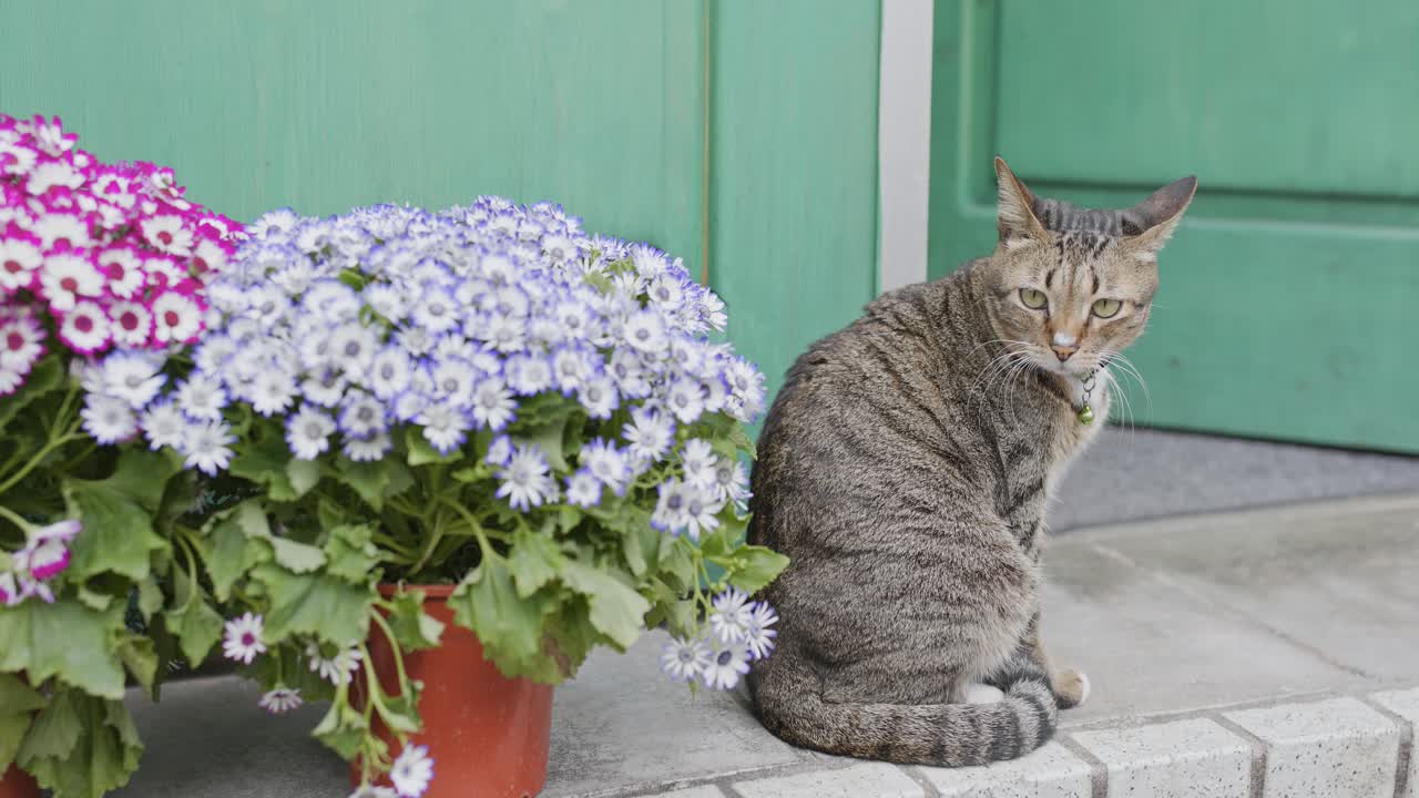 gato callejero sentado en la puerta de la casa