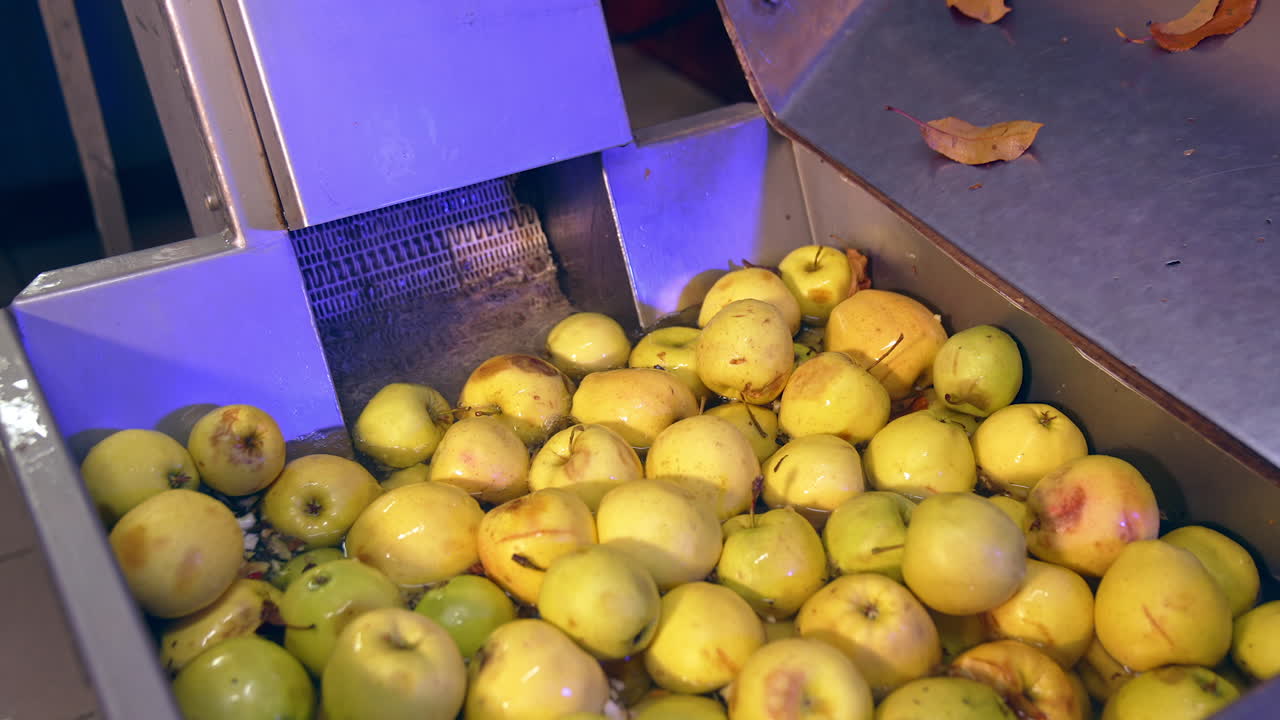 Washing of apples at the factory for future processing. Clean yellow fruit lifted from water by the conveyor line.