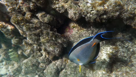 grandes peces tropicales que viven en el mar rojo