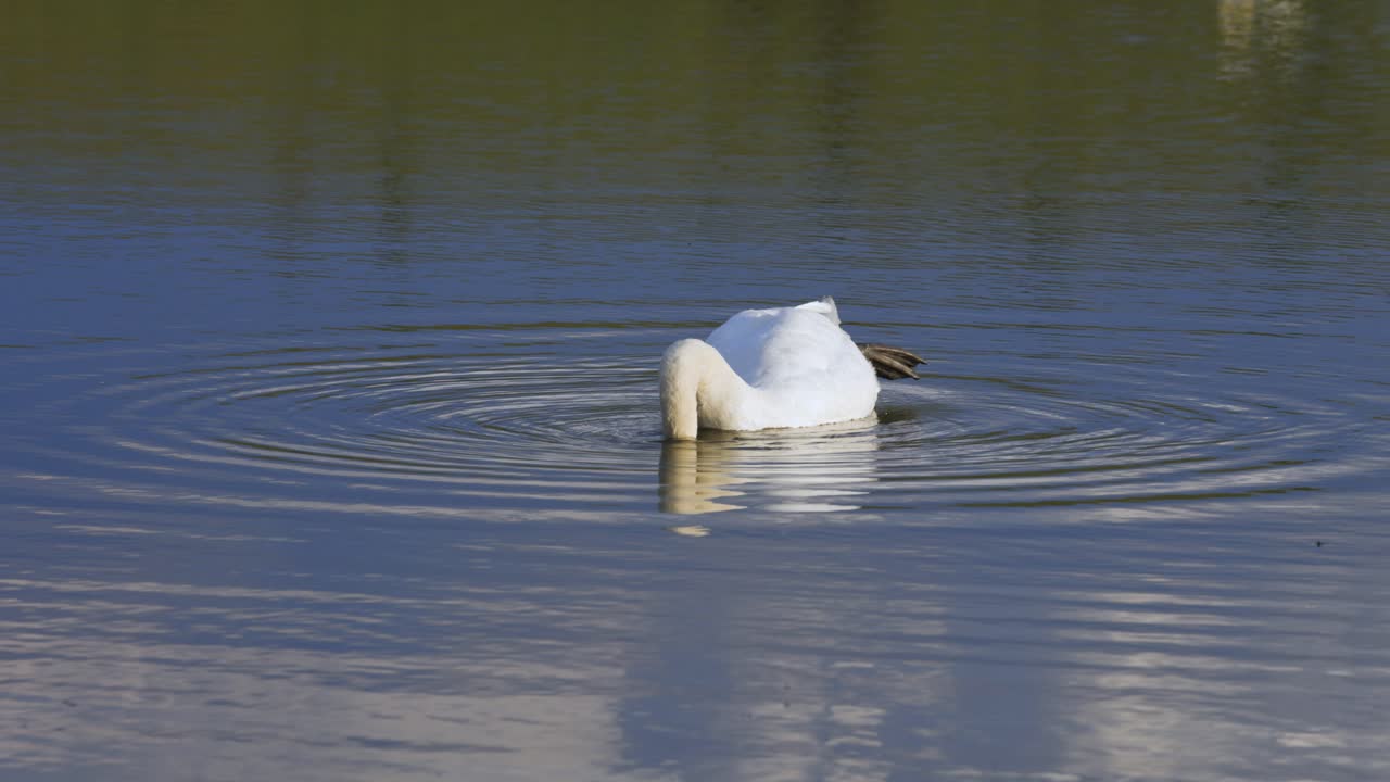 крупный план взрослого белого лебедя, питающегося на спокойном озере, от которого идет рябь