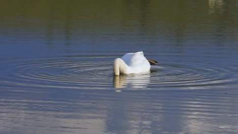 Cerca-De-Un-Cisne-Adulto-Blanco-Comiendo-En-Un-Lago-Tranquilo-Haciendo-Ondulación