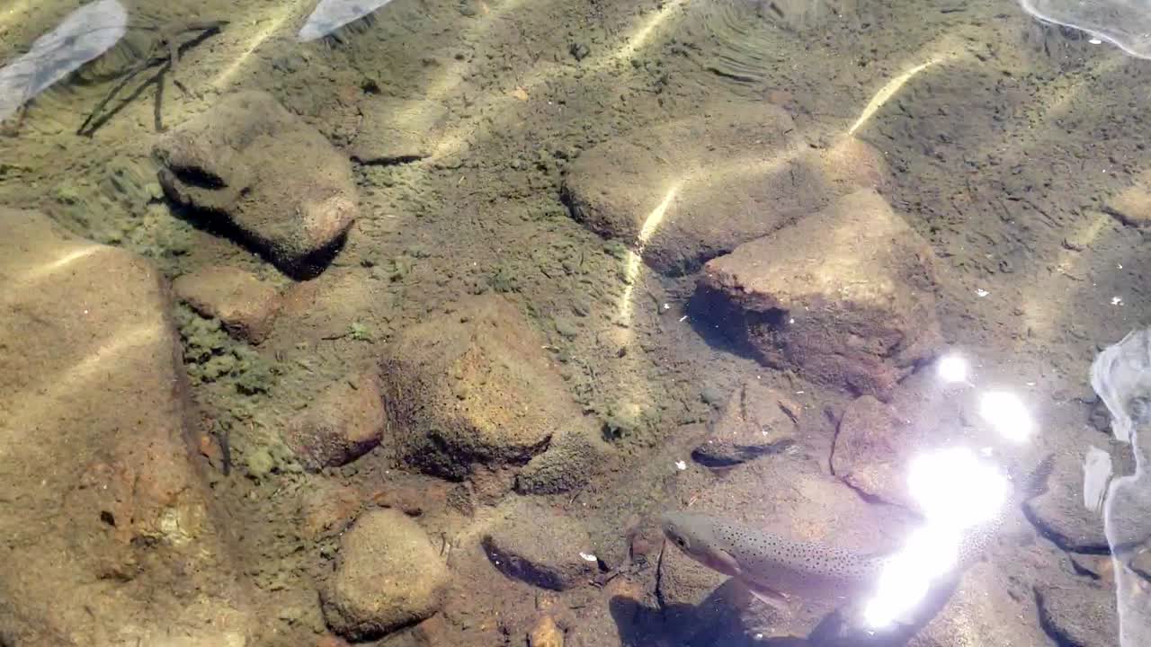 콜로라도-1의 호수 근처에서 수영하는 물고기