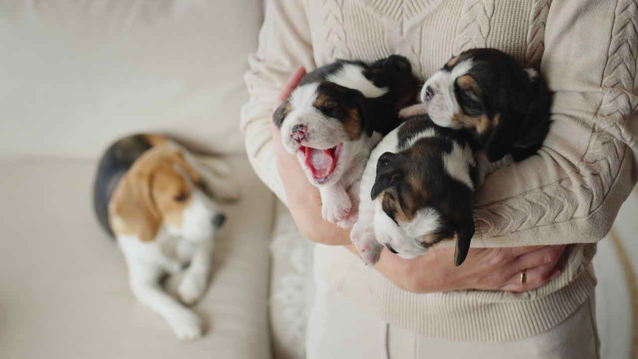 el dueño tiene un brazo lleno de cachorros de beagle en sus manos, en el fondo hay un perro madre