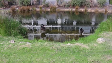 Two-Black-Swans-Preening-Feathers-At-Waters-Edge,-Perth-Australia