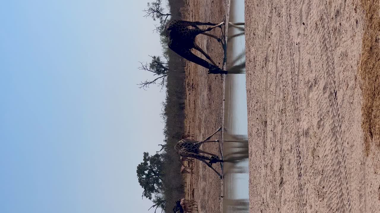 jirafas verticales bebiendo agua en savuti botswana