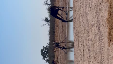 Vertikale-Giraffen-Trinken-Wasser-In-Savuti,-Botswana