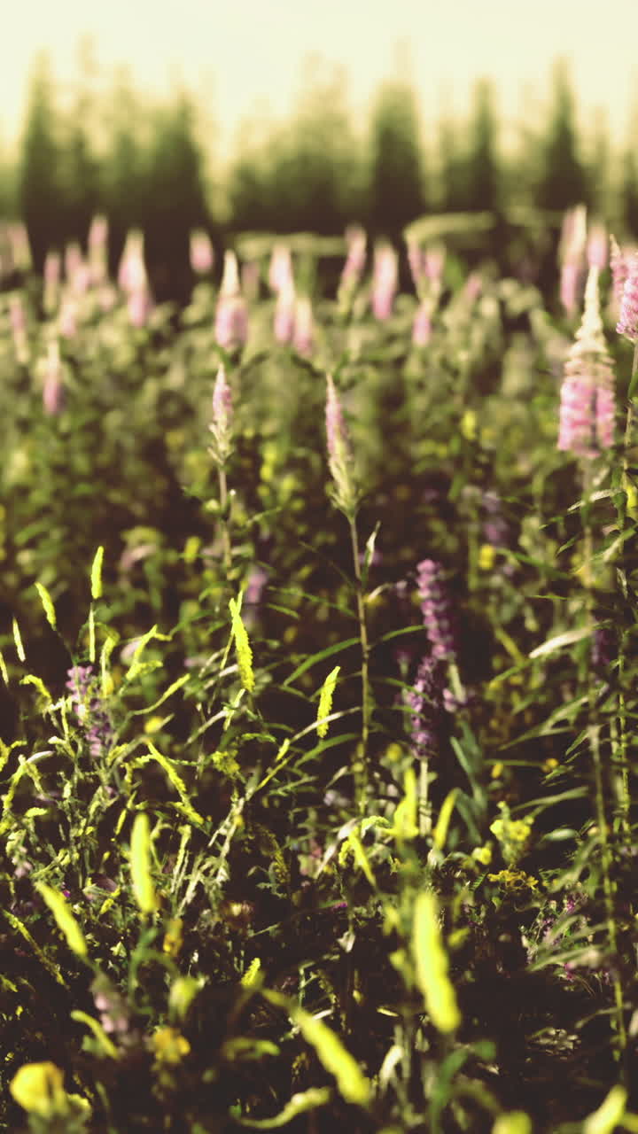 Fiori selvatici crescono in un campo durante le ore assolate del pomeriggio in primavera.