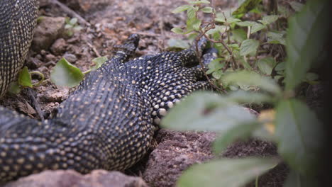 Unas-Enormes-Patas-Traseras-De-Un-Lagarto-Monitor-Malasio-Tirado-En-El-Suelo-Rodeado-De-Pequeñas-Rocas---Primer-Plano