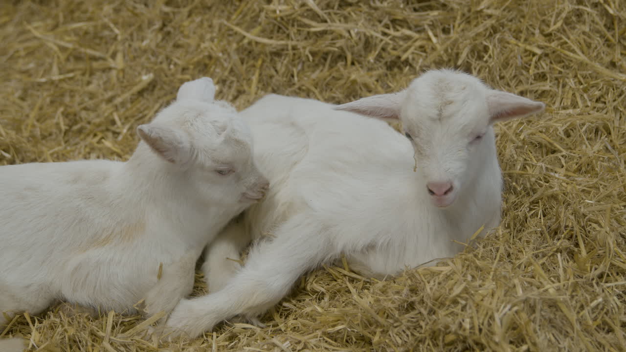 건초 둥지에서 휴식을 취하는 아기 염소 한 쌍