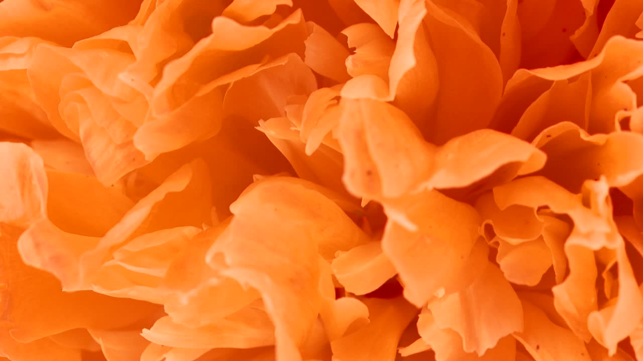 peonía abstracto fondo naranja. extremo primer plano. vista superior. movimiento en bucle. rotación de 360.