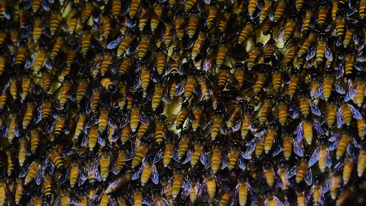 se sabe que las abejas melíferas gigantes construyen grandes colonias de nidos con bolsillos simétricos hechos de cera para almacenar miel como fuente de alimento.