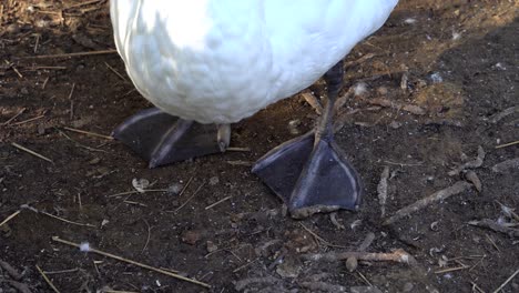 Cerca-De-Un-Cisne-Mudo-Pies-De-Pie-En-El-Suelo