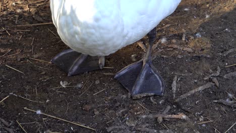 close up of a mute swans feet standing on the ground