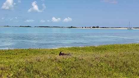 Escena-Sula-Sula-Booby-Bird-Pajaro-Bobo-En-La-Isla-Del-Caribe-Medio-Los-Roques