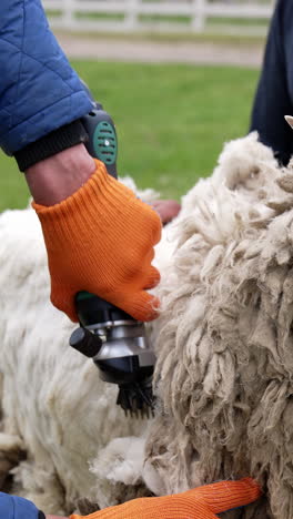 sheep shearing process
