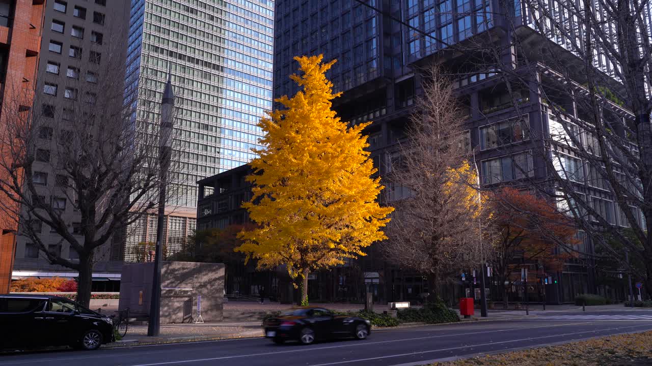 árbol de follaje de otoño brillante junto a rascacielos de gran altura en un entorno urbano