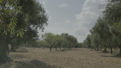 Paisaje-Agrícola-En-Puglia-Italia