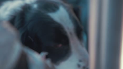 cute mature dog looking around happy