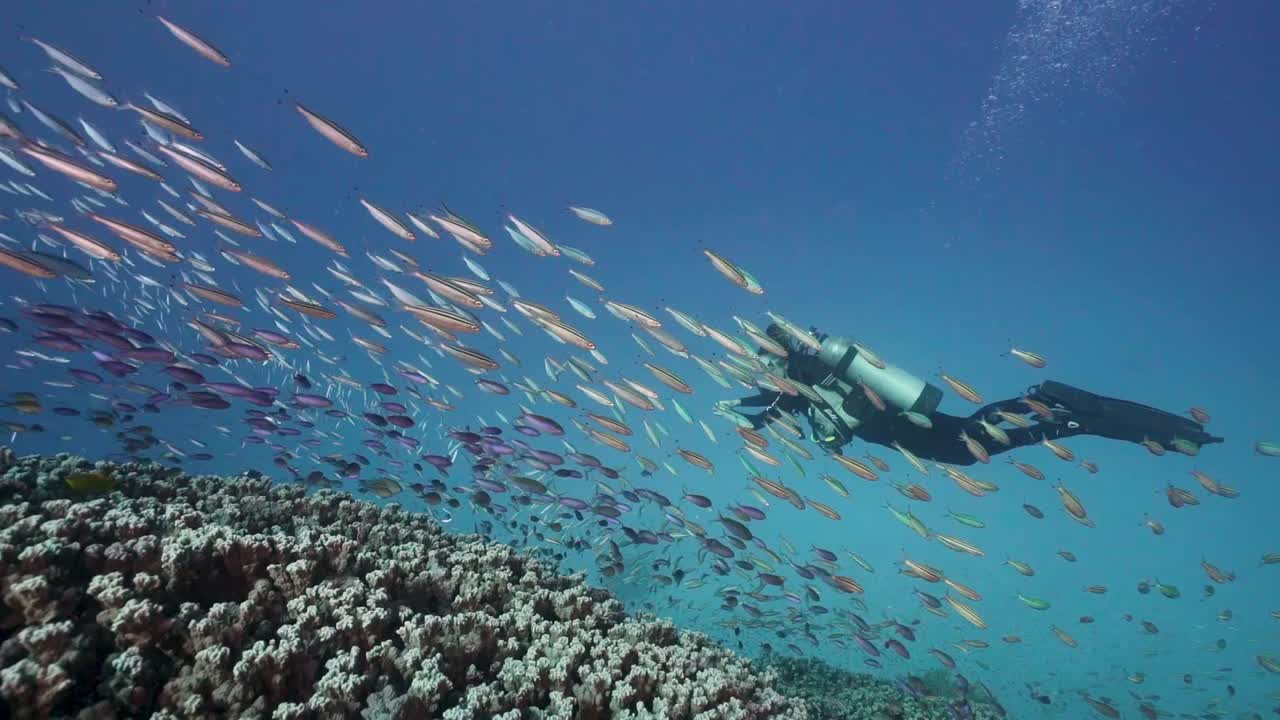 Female Scuba Diver swimming through Vibrant Coral Fish (purple and silver). Coral Reef and crystal blue water. Shot full frame on a Sony A7III on the Great Barrier Reef. (Scuba Diving)