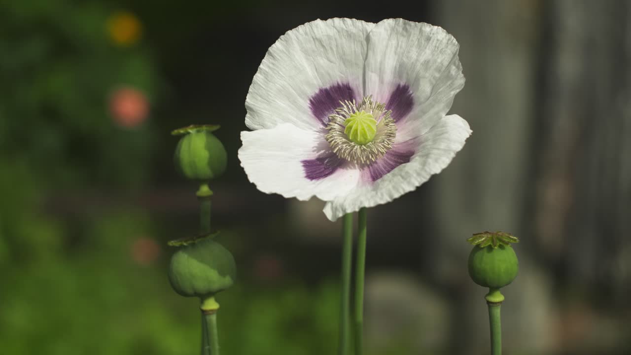Nærbilde av hvit valmueblomst