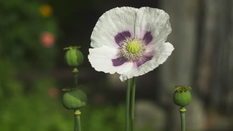 Close-up-white-poppy-blossom