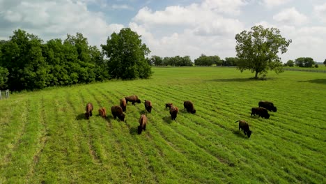 Aerial-orbit-of-buffalo-herd-grazing-in-green-field