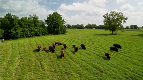 aerial orbit of buffalo herd grazing in green field