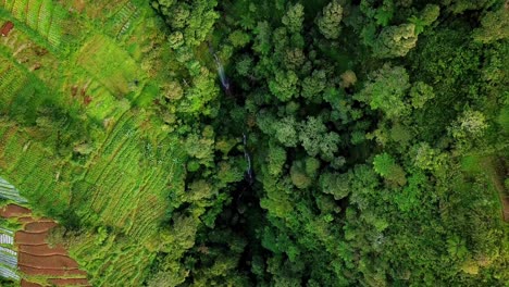 lush landscape with cultivation plantation, trees and waterfall on slope of mountain drone top down