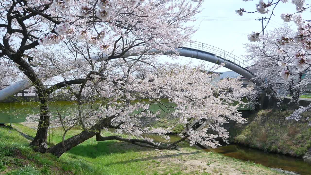 Vista paesaggistica del parco dei fiori di sakura con piccolo corso d'acqua attraversato da tubi, durante la piena fioritura primaverile della stagione dei fiori di sakura, fiume Kannonji a Fukushima - Stagione dell'Hanami - Filmato video 4K UHD