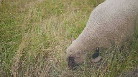 Sheep-is-eating-grass-and-walking-through-natural-outdoor-environment
