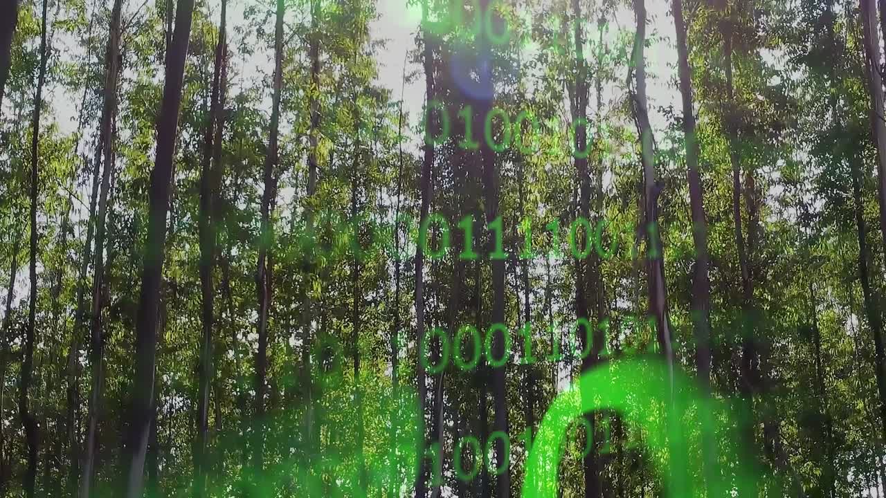 bosque de eucalipto. árboles de eucaliptus. bosque de eucalyptus con contador de números de algoritmo animado. energía verde. fondo natural. energía limpia. preservación de la naturaleza.