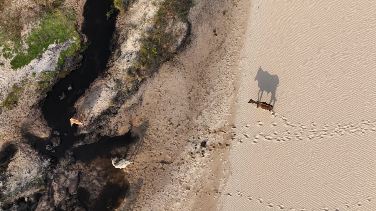 Donkey Walking Towards Creek, Leaving Footprints On Sand Dunes Of Lencois Maranhenses National Park In Brazil. aerial topdown, tracking shot