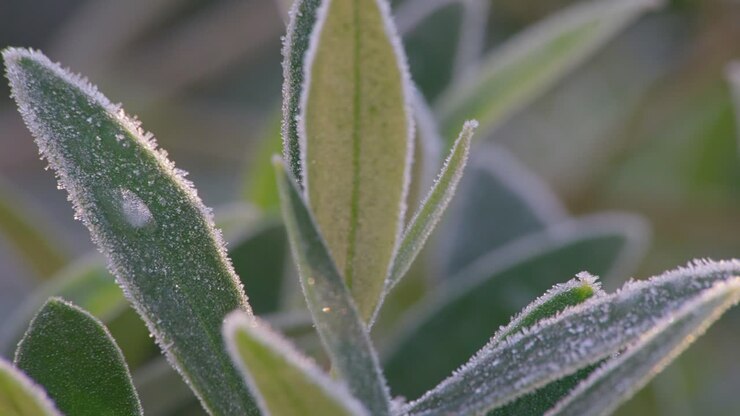 Cold winters footage of a olive tree branch covered in morning frost