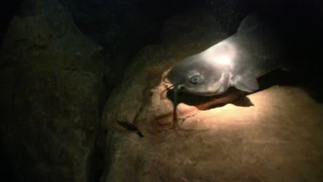 los buceadores de cuevas siguen a un pez usando un reflector