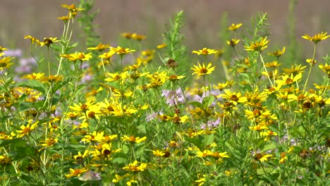 Ein-Stück-Gänseblümchen,-Astern,-Verbündete-Und-Andere-Wildblumen-Auf-Einer-Wiese,-Die-Im-Wind-Weht,-Und-Einige-Bienen-Fliegen-Herum