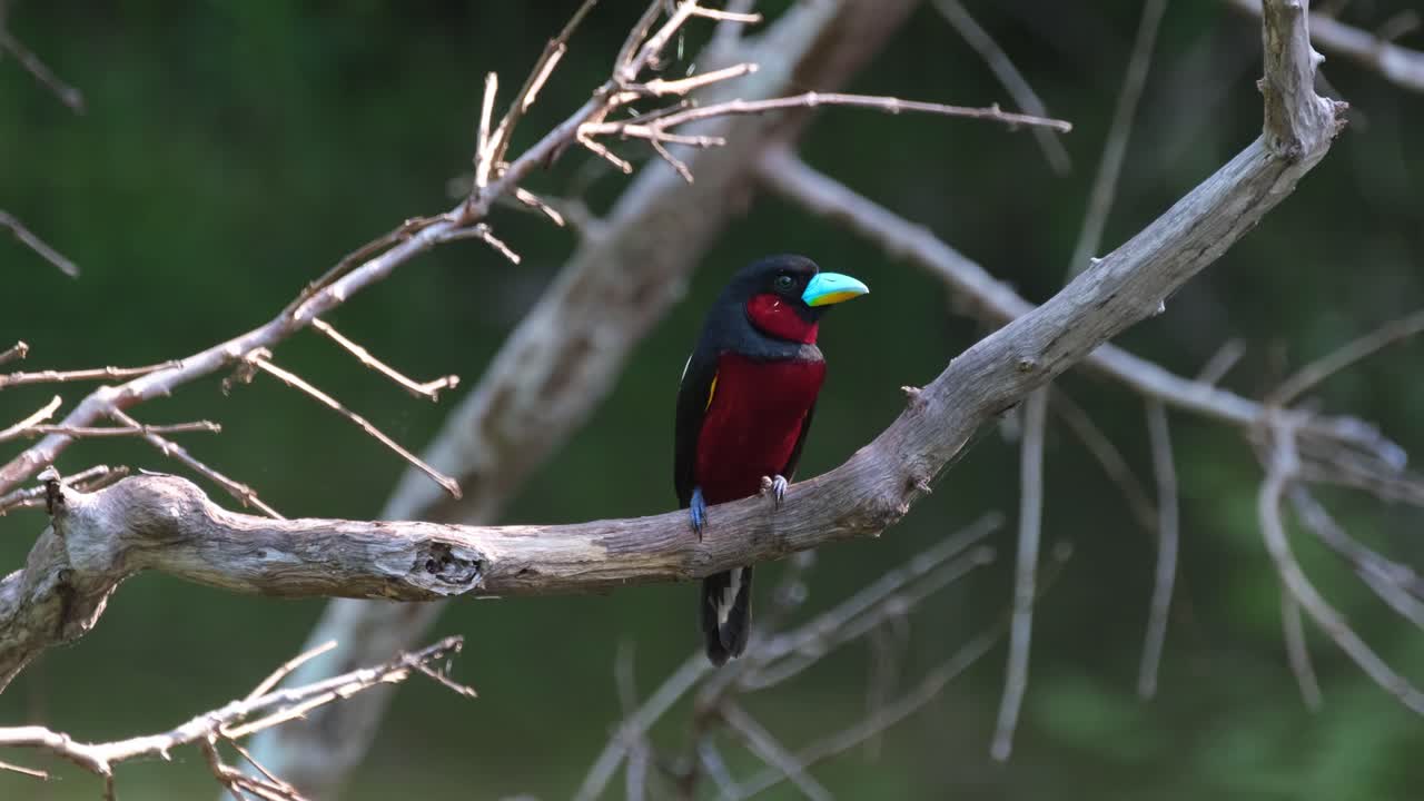 mirando a la derecha curiosamente mirando hacia su espalda mientras está posado en una rama sobre el lago, pico ancho negro y rojo, cymbirhynchus macrorhynchos, parque nacional kaeng krachan, tailandia