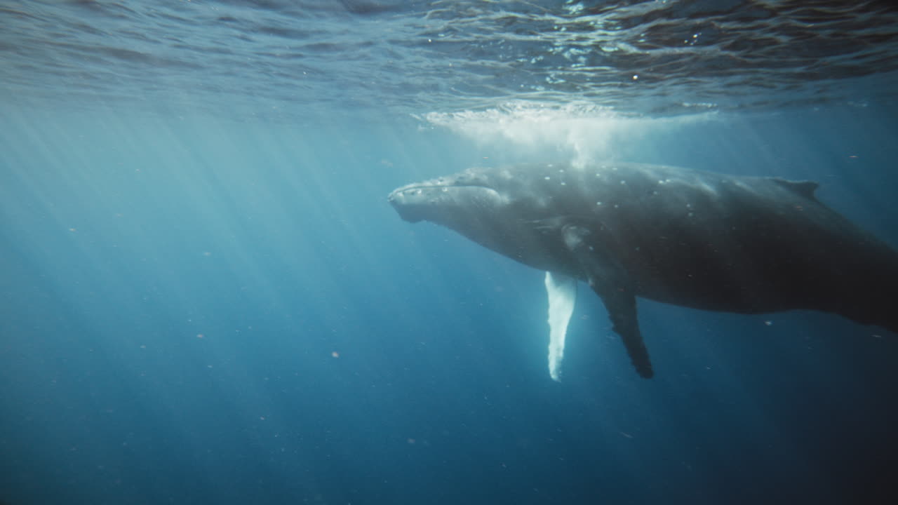 Humpback whale raises head up to surface as deep ocean water light rays penetrate
