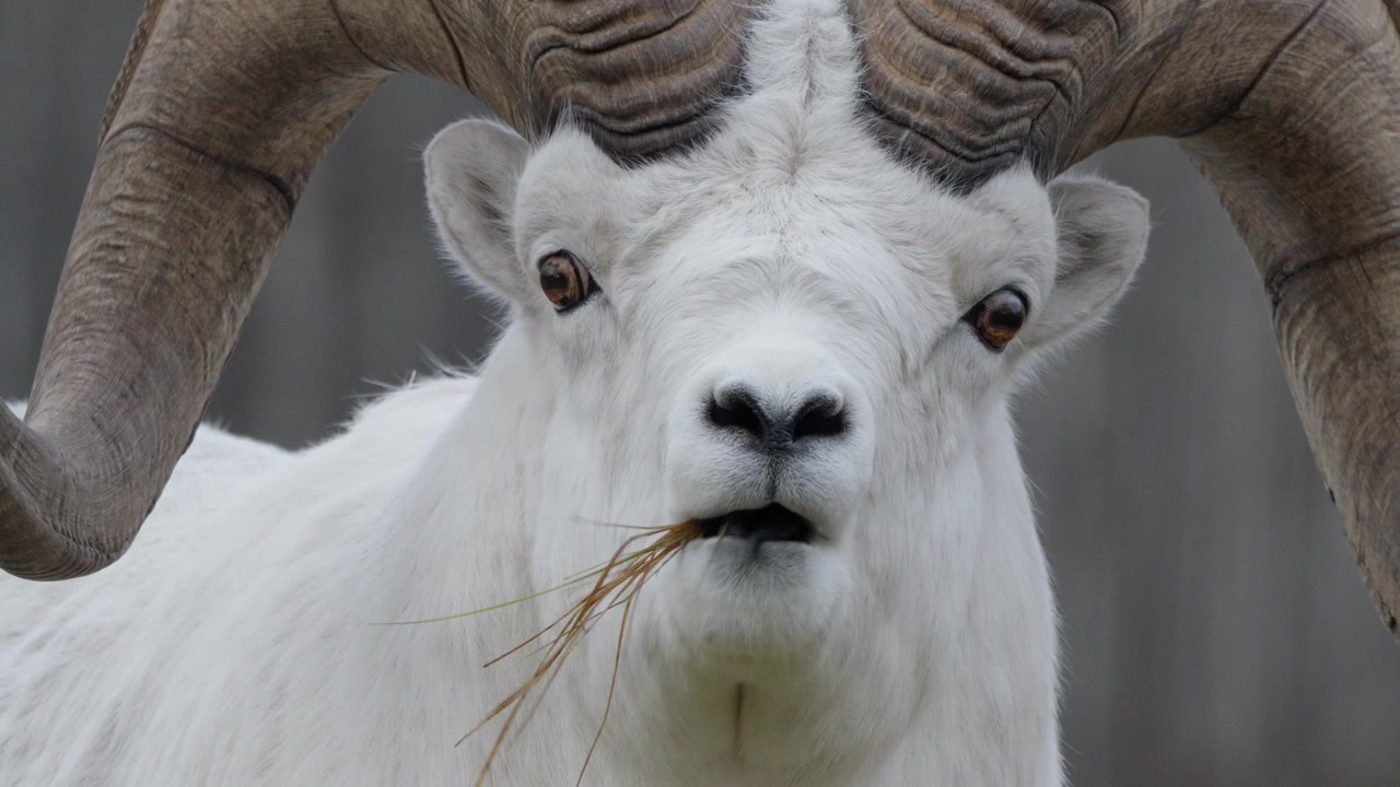 Ram Dall Sheep Feeding Grass In Yukon, Canada. Close-up Shot